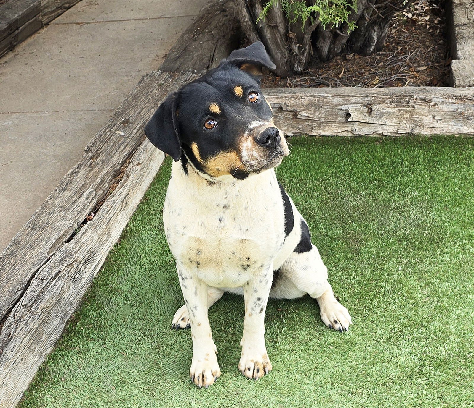 Jaunty Ms Jazlyn ~ BEST of Show ! - Photo 2