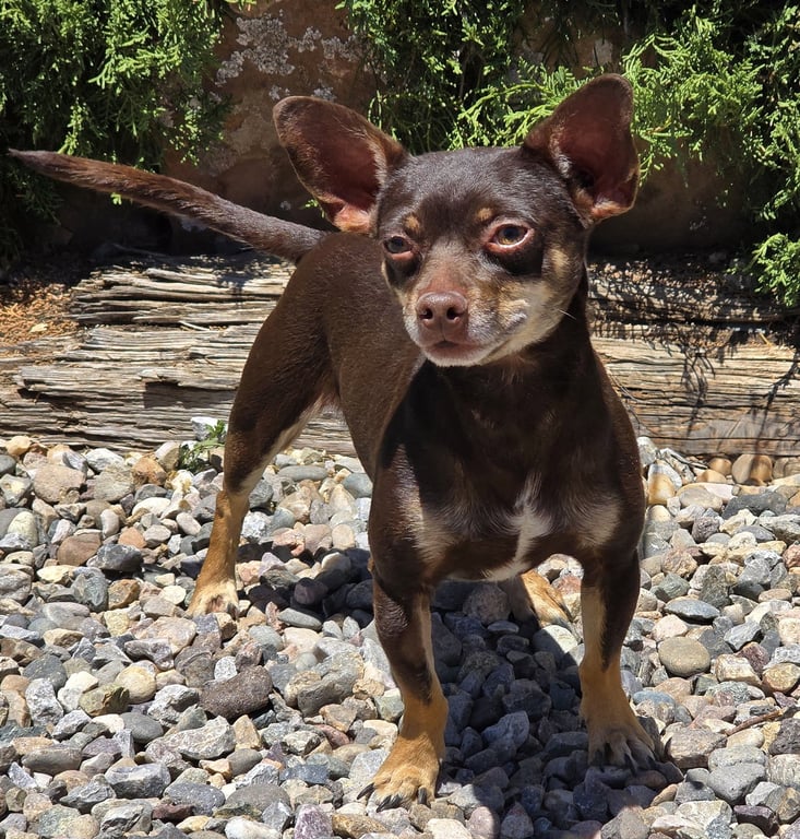 Sweetie Pie Sid ~ Charming Chiweenie Image