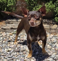 Sweetie Pie Sid ~ Charming Chiweenie - Photo 1