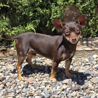 Sweetie Pie Sid ~ Charming Chiweenie - Photo 2
