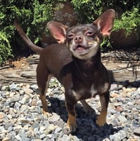 Sweetie Pie Sid ~ Charming Chiweenie - Photo 3