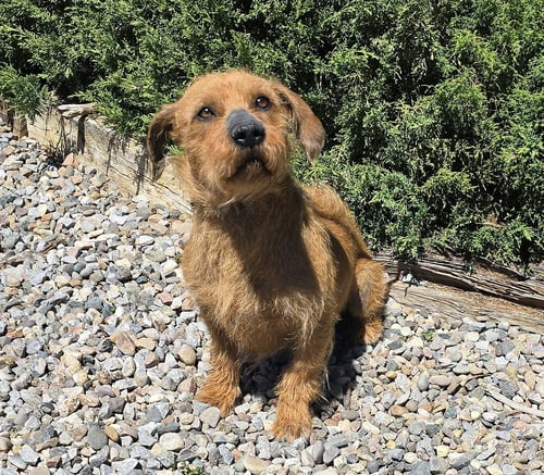 LOVELY LIL MR LOW RYDER ~ DARLING DORGI ! - Dachshund / Corgi available for adoption