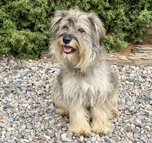 ABSOLUTELY ADORABLE LIL MS AUBREY ~ SCHNOODLE - Schnauzer / Poodle (Miniature) for adoption in Albuquerque