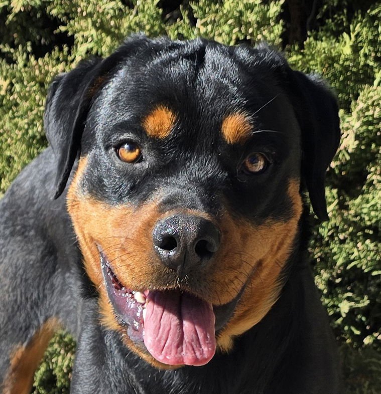 AMAZING MS ANANDA = LOVABLE CHARMER !!! - Rottweiler for adoption in Albuquerque