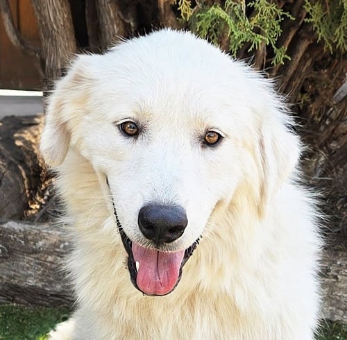 DARLING MS DAPHNE PYR = SWEET ! - Great Pyrenees for adoption in Albuquerque