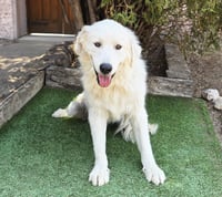Darling Ms Daphne Pyr = SWEET ! - Photo 2