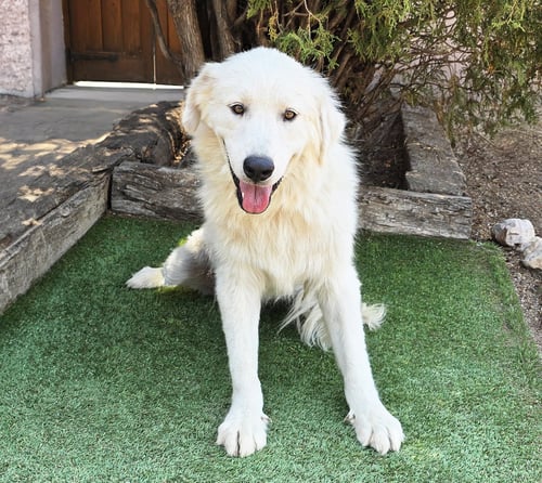 DARLING MS DAPHNE PYR = SWEET ! - Great Pyrenees available for adoption
