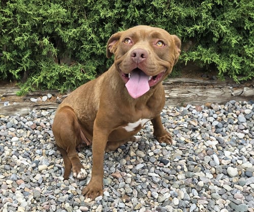 BEAUTIFUL MS BLISS ~ SWEET ! - American Staffordshire Terrier available for adoption
