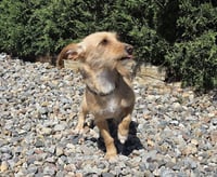 VERY Special Vera ~ Dorkie FUN ! - Photo 1