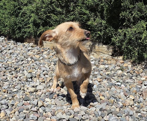VERY SPECIAL VERA ~ DORKIE FUN ! - Dachshund / Yorkshire Terrier Yorkie for adoption in Albuquerque