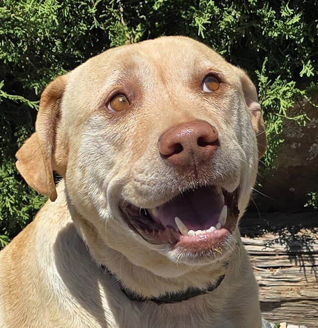 Lovable Mr Louis ~ Lovely Lab Gentleman ! Image