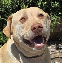 Lovable Mr Louis ~ Lovely Lab Gentleman ! - Photo 1