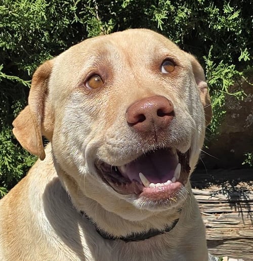 LOVABLE MR LOUIS ~ LOVELY LAB GENTLEMAN ! - Yellow Labrador Retriever available for adoption