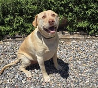 Lovable Mr Louis ~ Lovely Lab Gentleman ! - Photo 2