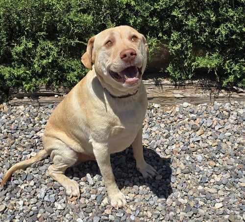 LOVABLE MR LOUIS ~ LOVELY LAB GENTLEMAN ! - Yellow Labrador Retriever available for adoption
