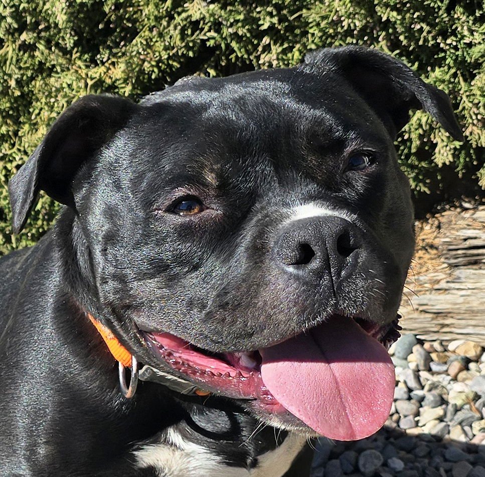 CHAUNCEY DE CHARMER ~ EXQUISITE POCKET BULLY !!! - English Bulldog / American Staffordshire Terrier for adoption in Albuquerque