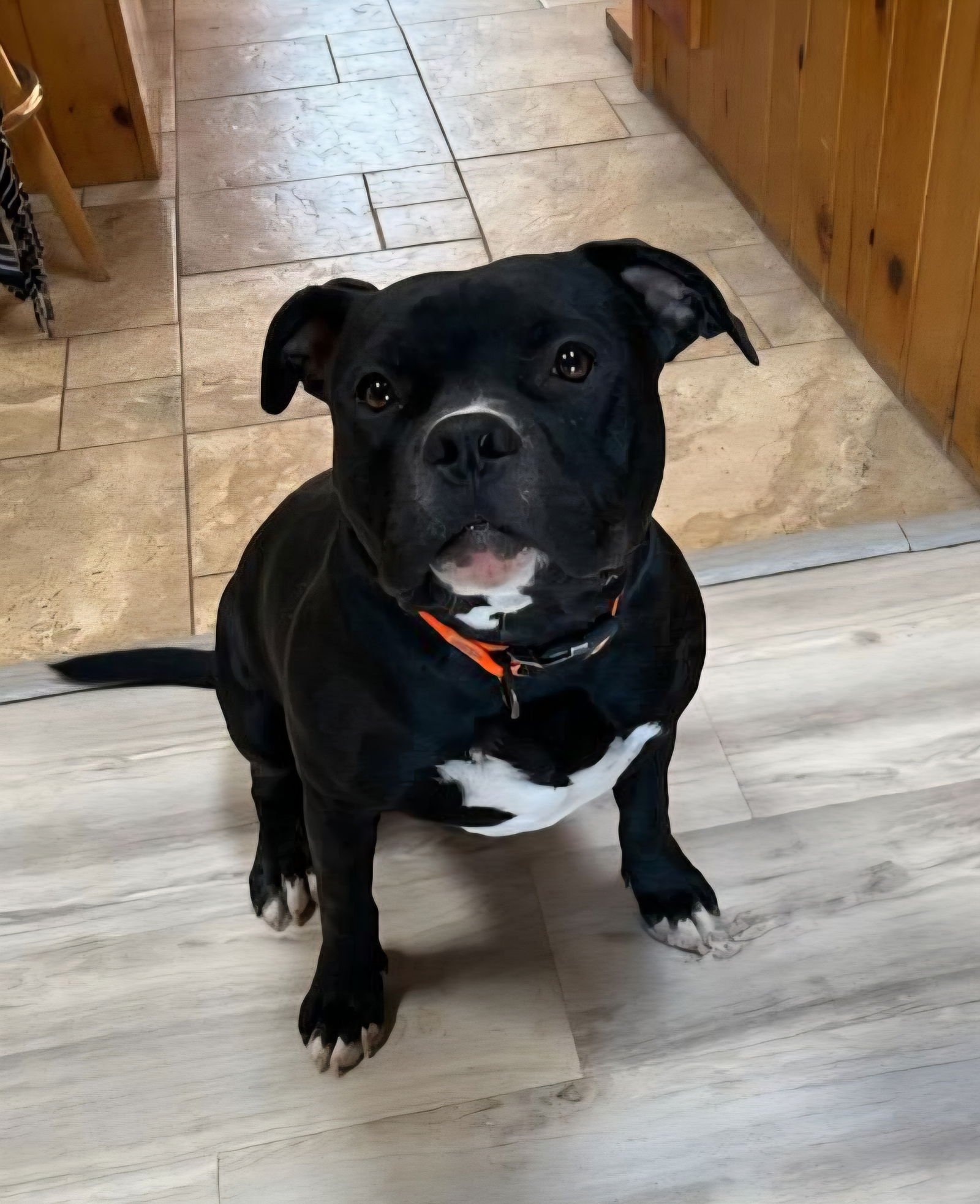 Chauncey de Charmer ~ Exquisite Pocket Bully !!! - Photo 2