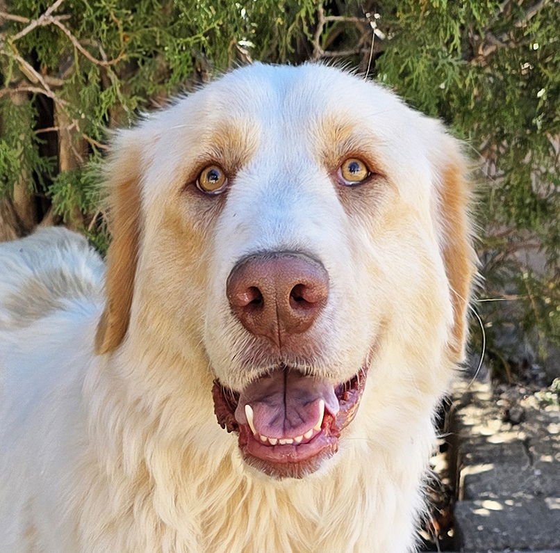 FAITHFUL MS FELICIA ~ LOVELY LABRA PYR LADY ! - Great Pyrenees / Golden Retriever for adoption in Albuquerque