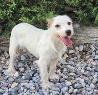 Luminous Lil Ms Louise ~ Cuddly Cute Maltizer - Photo 1