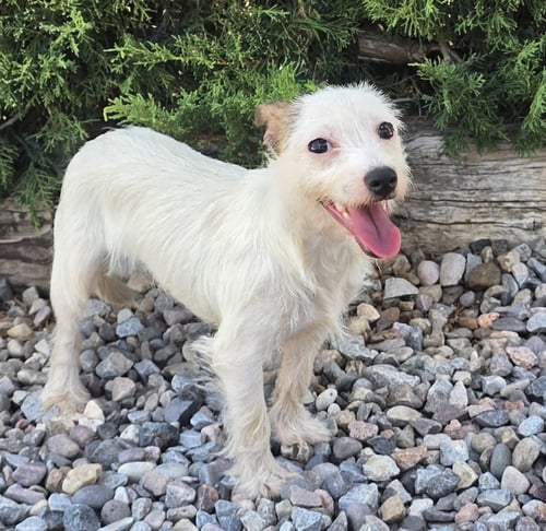 LUMINOUS LIL MS LOUISE ~ CUDDLY CUTE MALTIZER - Maltese / Schnauzer available for adoption