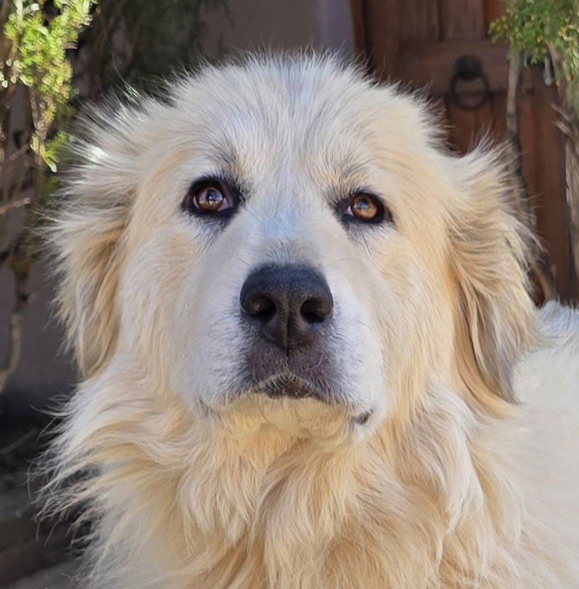 SIMPLY MS SHONI ~ YUMMY GOLDEN PYR ! - Great Pyrenees / Golden Retriever for adoption in Albuquerque
