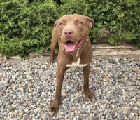Merry Mr Marco - FUN Easy Pup ! - Photo 2