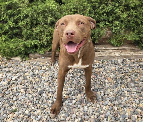 MERRY MR MARCO - FUN EASY PUP ! - American Staffordshire Terrier available for adoption