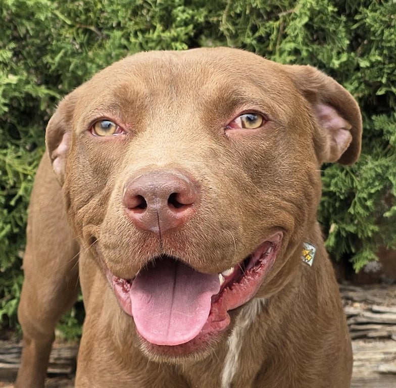 Merry Mr Marco - FUN Easy Pup ! Image