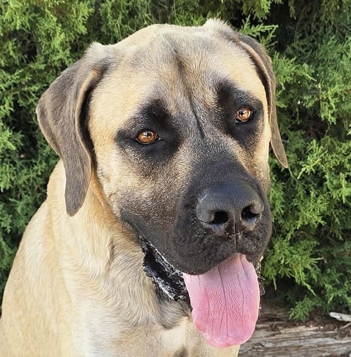 KISSABLE MR KRONOS ~ SWEET HOUSE GENTLEMAN ! - English Mastiff available for adoption