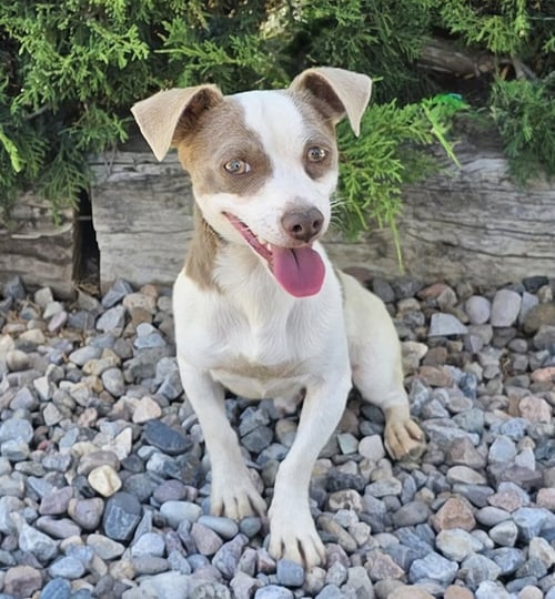 TANTALIZING LIL MR TANGO ~ SILLY SWEET RATTIE - Rat Terrier available for adoption