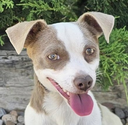 TANTALIZING LIL MR TANGO ~ SILLY SWEET RATTIE - Rat Terrier for adoption in Albuquerque