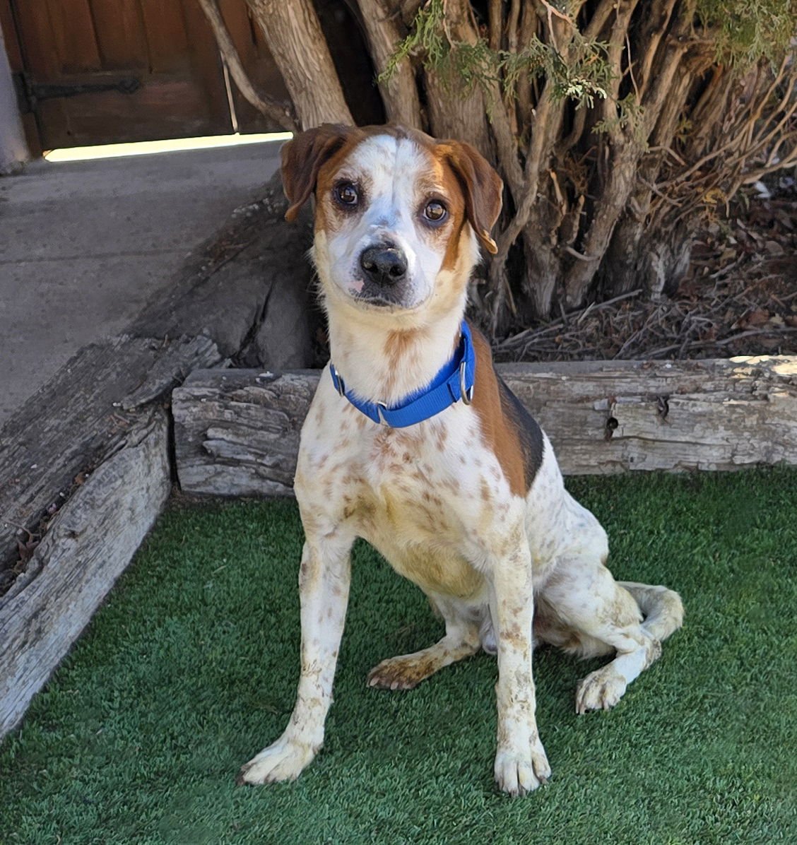 GREGARIOUS MR GEORGIO = SWEET ! - Beagle available for adoption