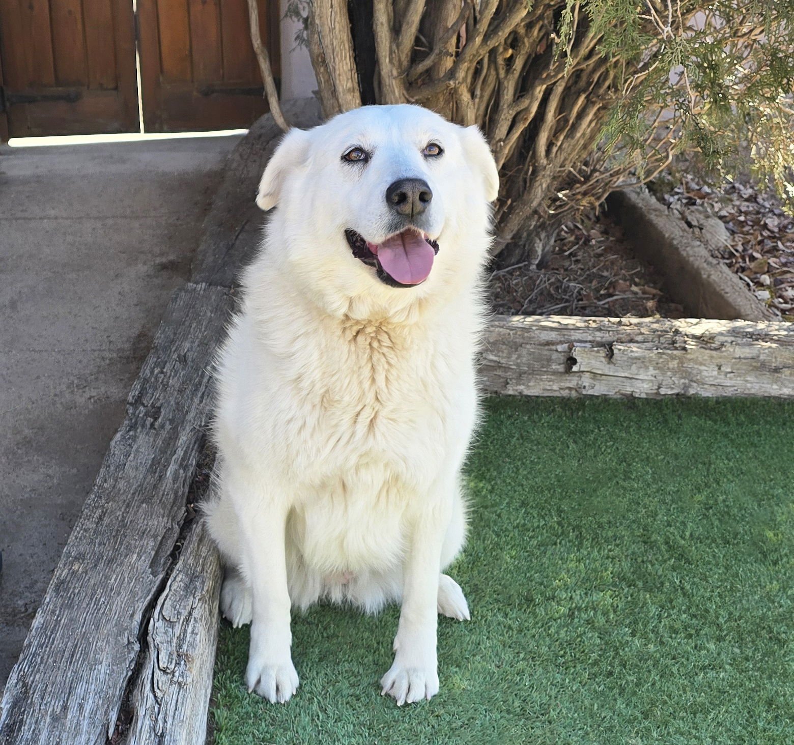 KINDHEARTED MS KAREMA ~ LABRAPYR ! - Great Pyrenees / Labrador Retriever available for adoption