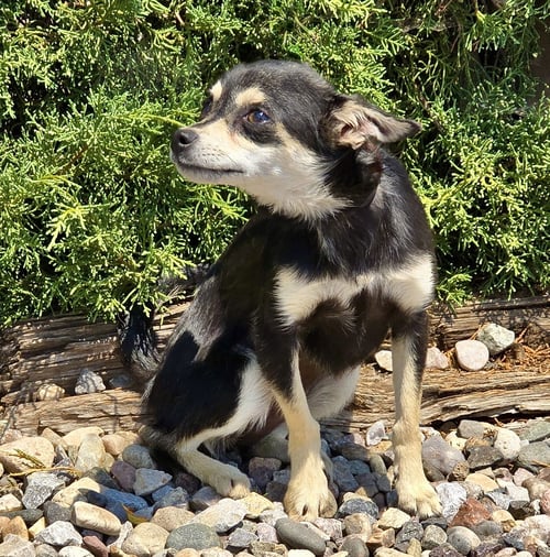 FUNNY LIL MS FARKLE - WEE 4 LB CHI !