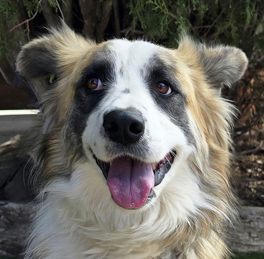 NOTABLE MS NATALIE ~ EXQUISITE AUSSIE ! - Australian Shepherd for adoption in Albuquerque