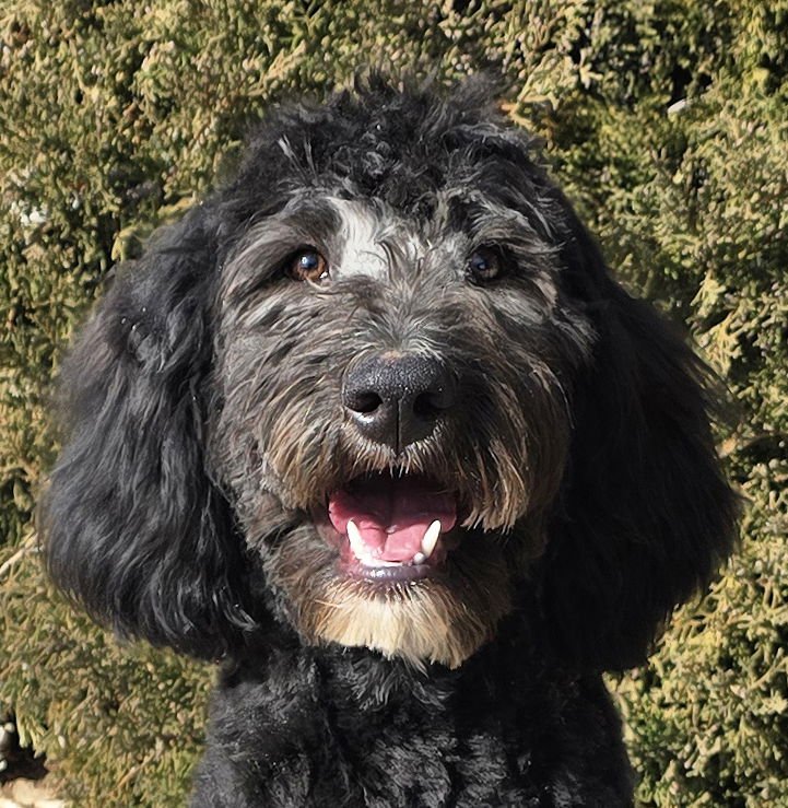 REMARKABLE MR RAVIOLI = SPECTACULAR PAIR ! - Australian Shepherd / Poodle (Standard) available for adoption