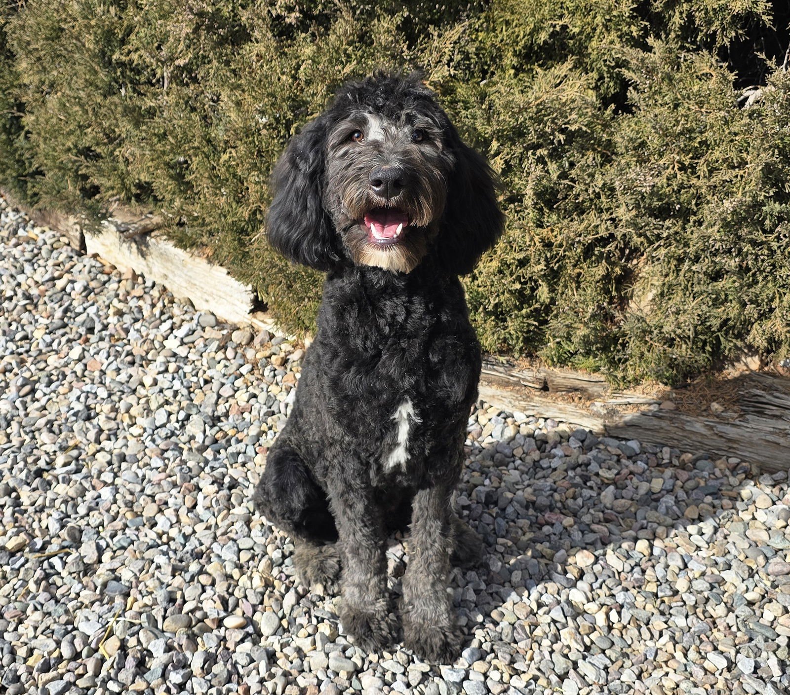 REMARKABLE MR RAVIOLI = SPECTACULAR PAIR ! - Australian Shepherd / Poodle (Standard) available for adoption