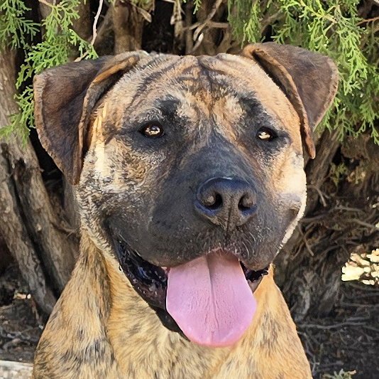 The Amazing Ms Miata ~ Mastiff Bully Image