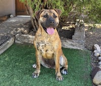 The Amazing Ms Miata ~ Mastiff Bully - Photo 2