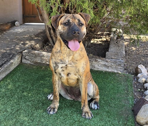 THE AMAZING MS MIATA ~ MASTIFF BULLY - Mastiff / American Staffordshire Terrier available for adoption