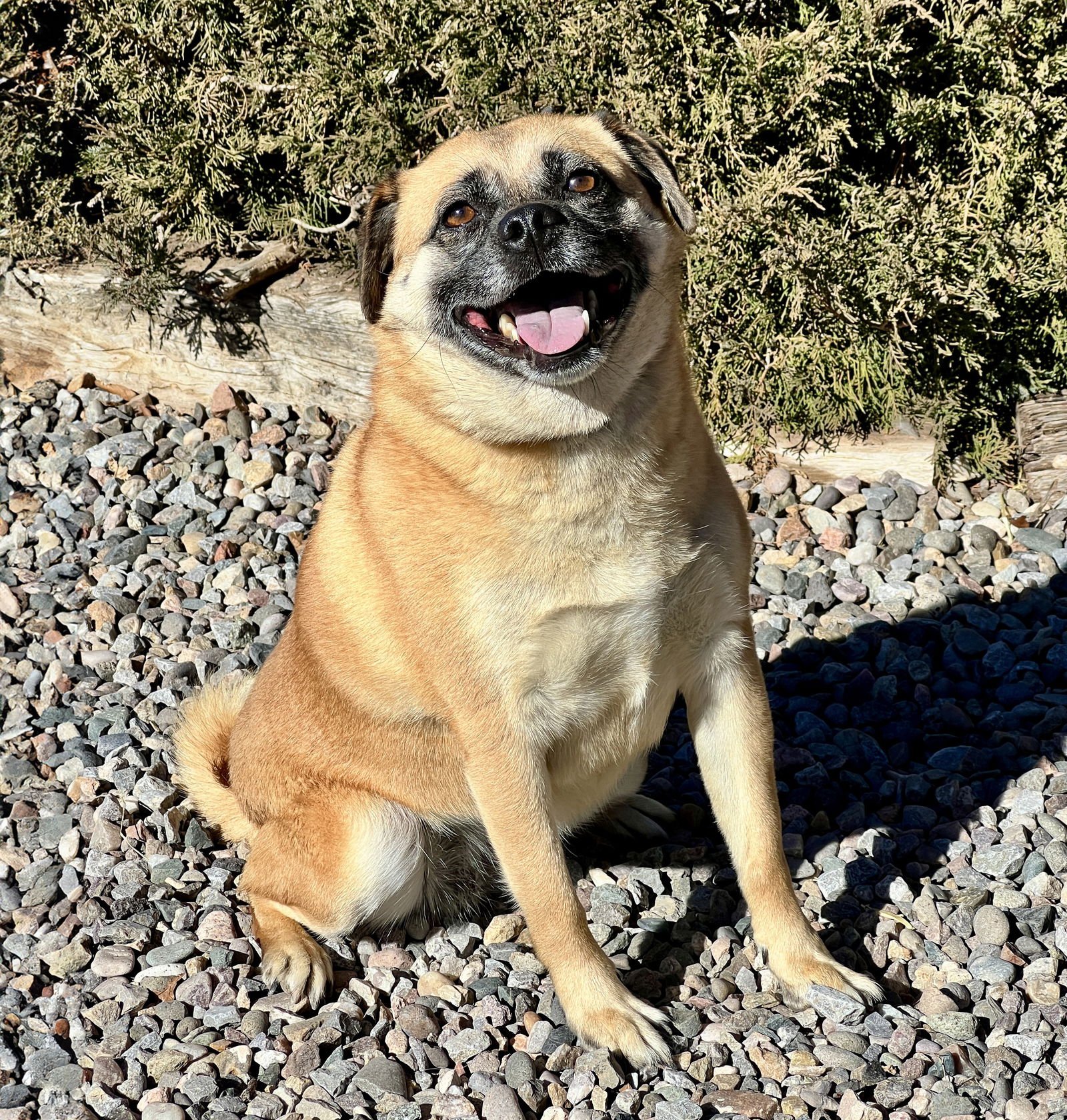RADIANT MS ROSIE ~ SWEET PUGGLE - Pug / Beagle available for adoption