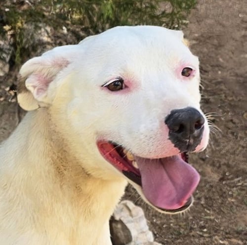 TENDER MS TACOMA ~ AMIABLE AMSTAFF - American Staffordshire Terrier for adoption in Albuquerque