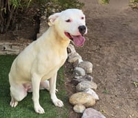 Tender Ms Tacoma ~ Amiable Amstaff - Photo 2