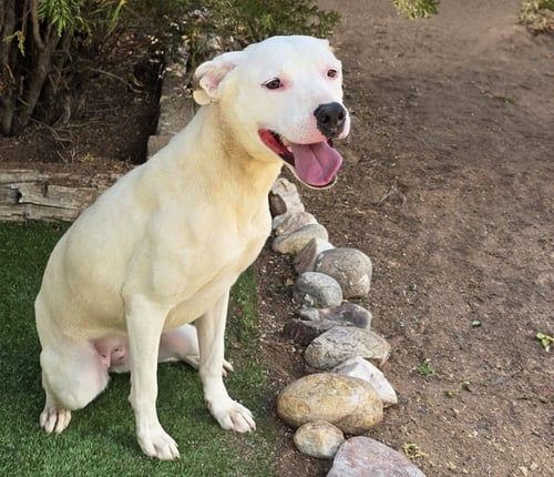 TENDER MS TACOMA ~ AMIABLE AMSTAFF - American Staffordshire Terrier available for adoption