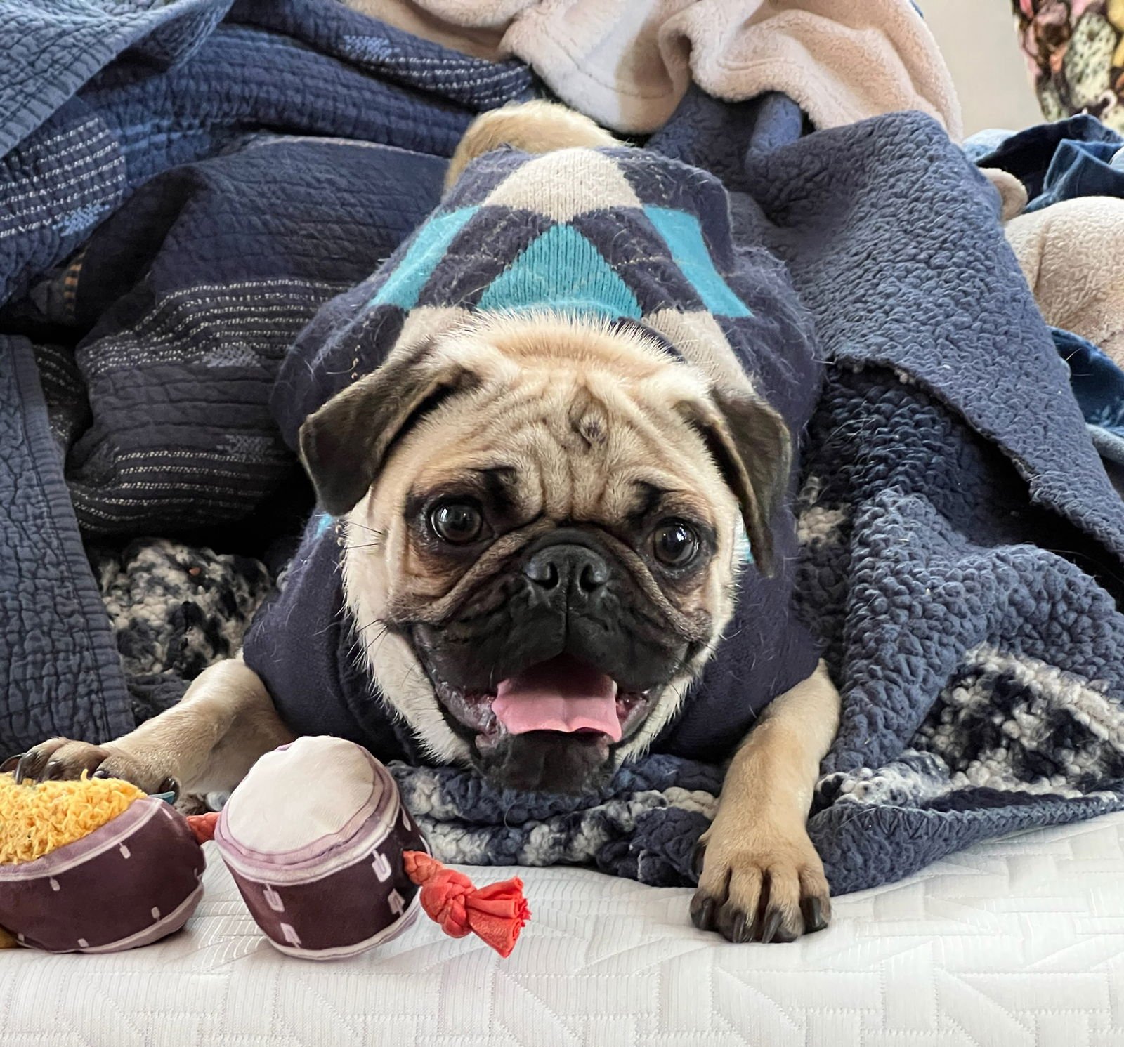 SIMPLY SWEET SCARLET ~ PETITE PUG - Pug available for adoption