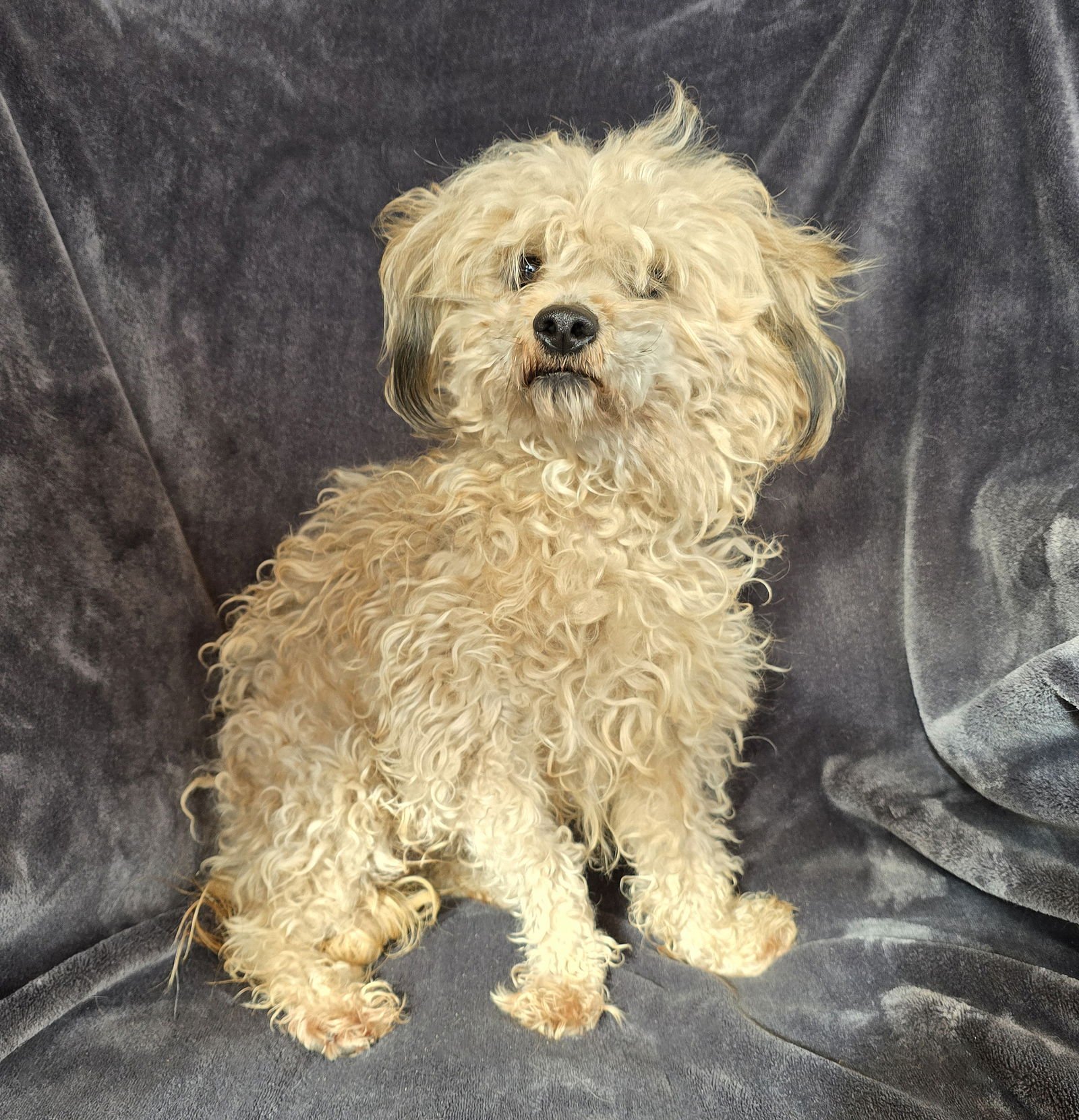 OUTRAGEOUSLY SWEET ORCHETTA ~ TERRIPOO - Poodle (Toy) / Cairn Terrier available for adoption