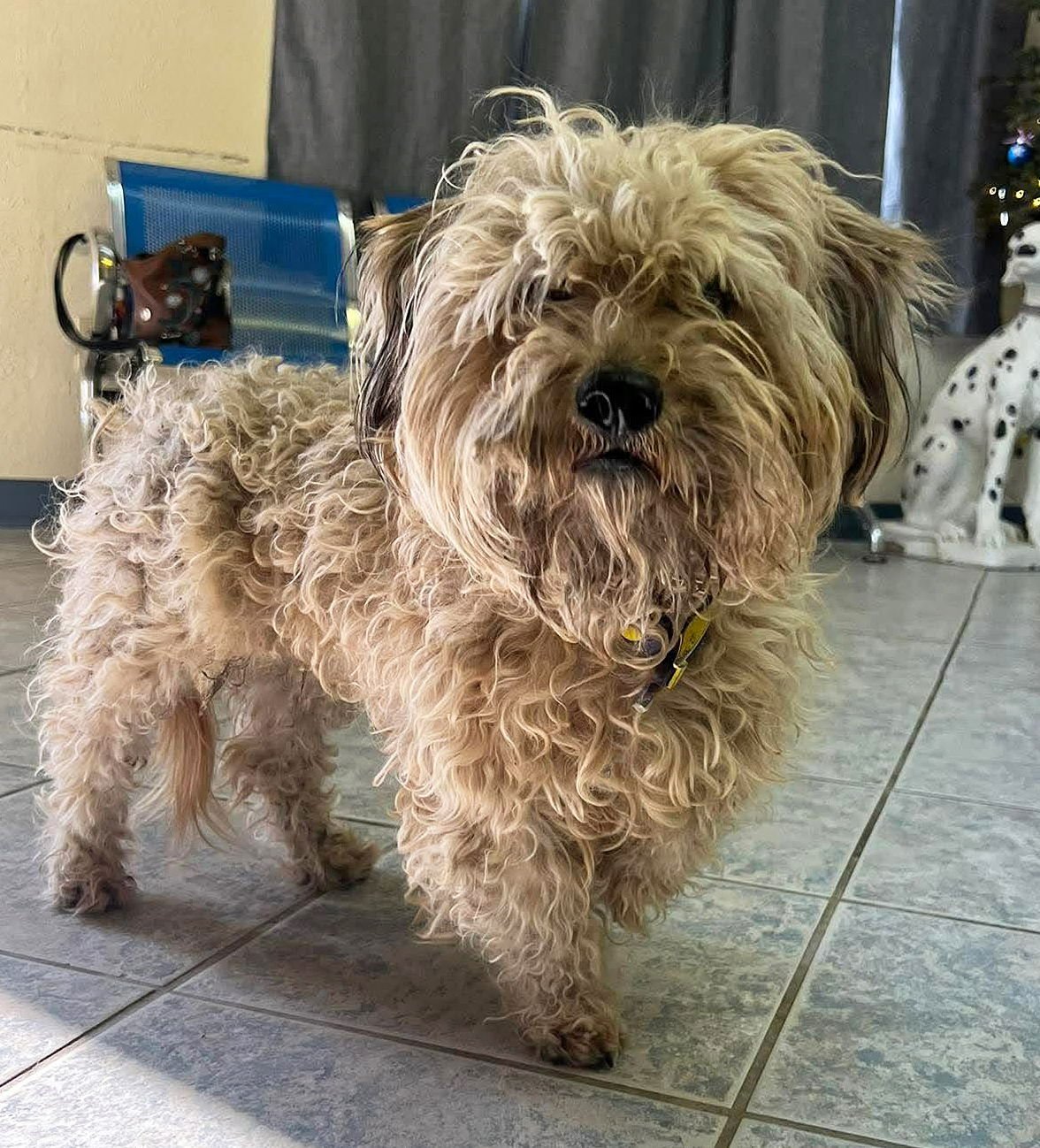 OUTRAGEOUSLY SWEET ORCHETTA ~ TERRIPOO - Poodle (Toy) / Cairn Terrier available for adoption