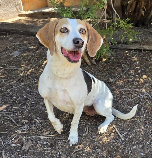 HEAVENLY LIL MS HARRIET ~ QUIET BEAGLE !