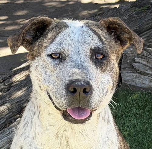 SPLENDID MS SOLANGE ~ EXCEPTIONAL ! - American Staffordshire Terrier for adoption in Albuquerque