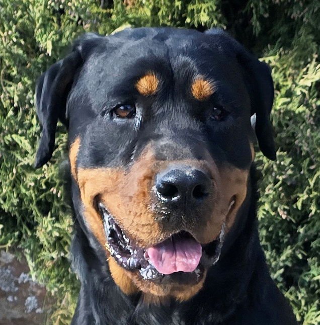 ZEN MS ZITI = GRACIOUS LADY ! - Rottweiler for adoption in Albuquerque